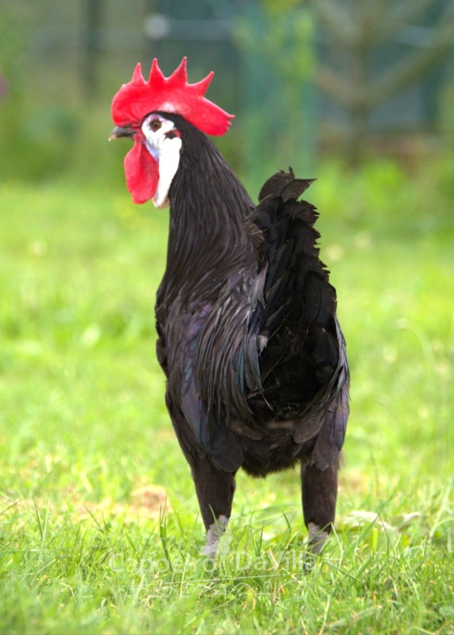 Cara de Palhaço (pintos)