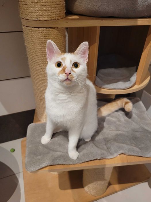 Pianka i Ferduś czy ktos pokocha