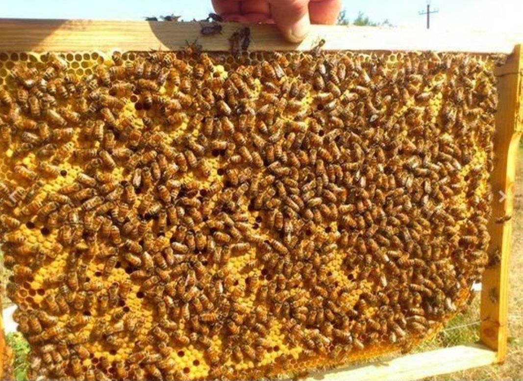 Бджолопакети бакфастта б 77, місцевої бджоли 2024