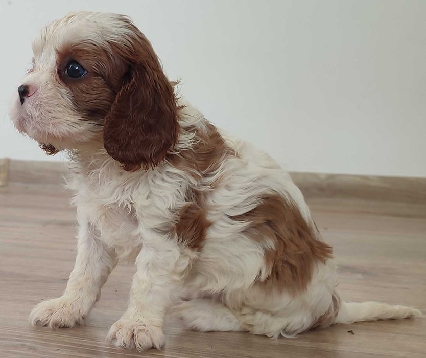 Suczka Cavalier King Charles Spaniel