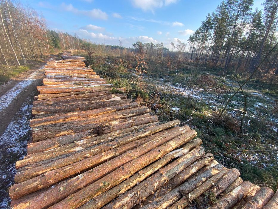 Brzoza, tartaczna - kłody, dłużyca, sosna papierówka