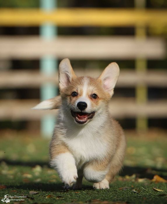 Вельш корги пемброк ,  щенки с документами
