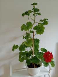 Wielka czerwona pelargonia