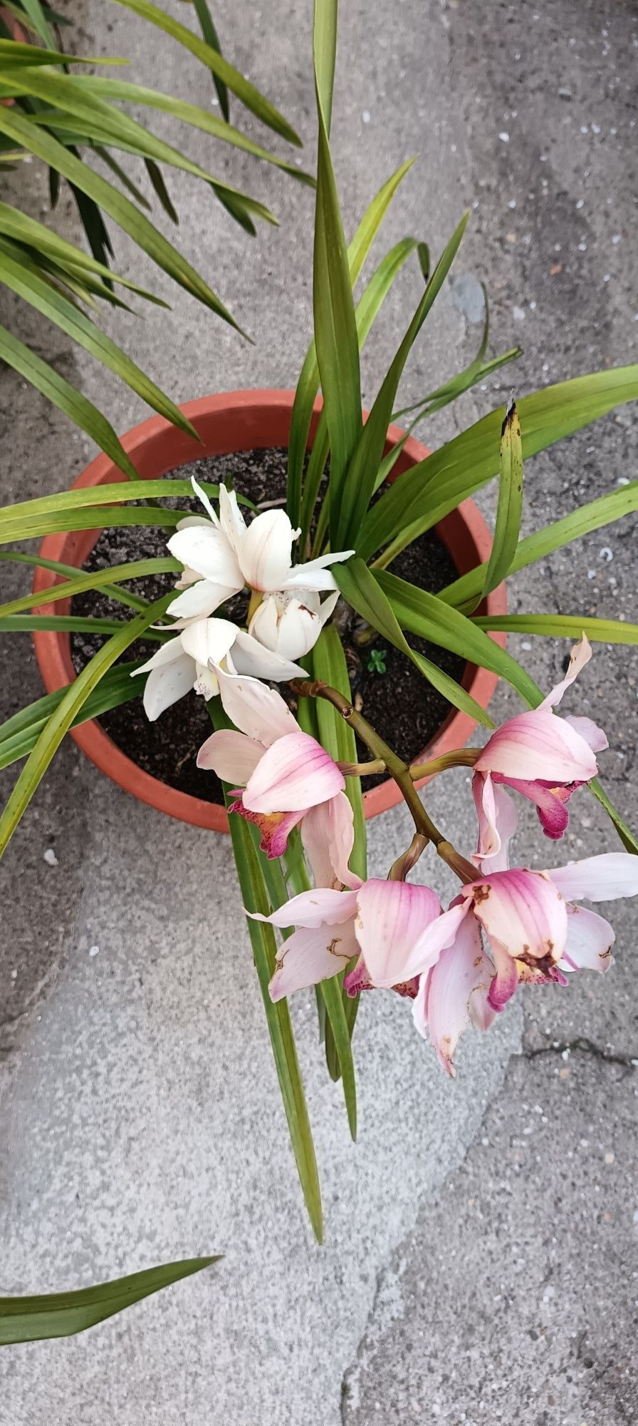 Vários vasos de orquídeas de 40cm de diâmetro