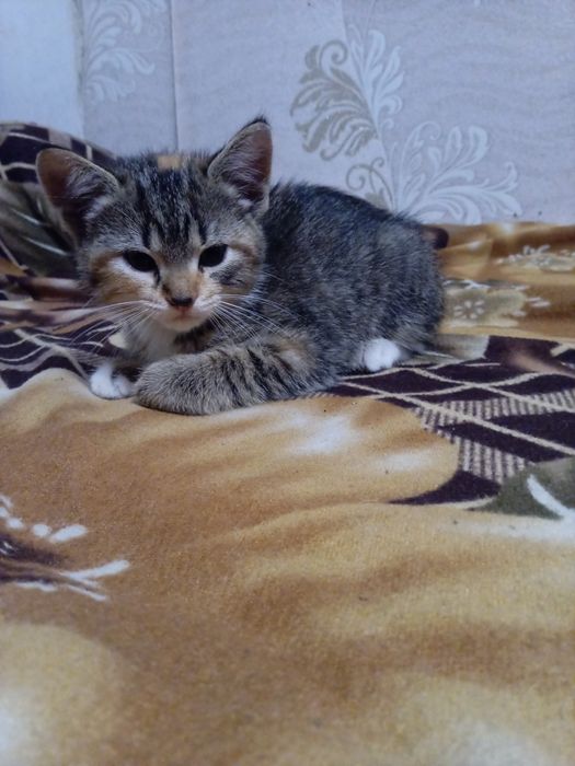 Отдадим котят в хорошие руки.