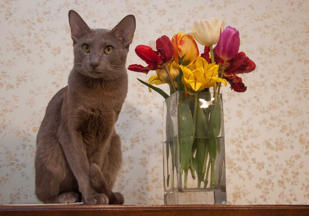 Допоможіть знайти нашу кішку. Винагорода! Пропала кішка