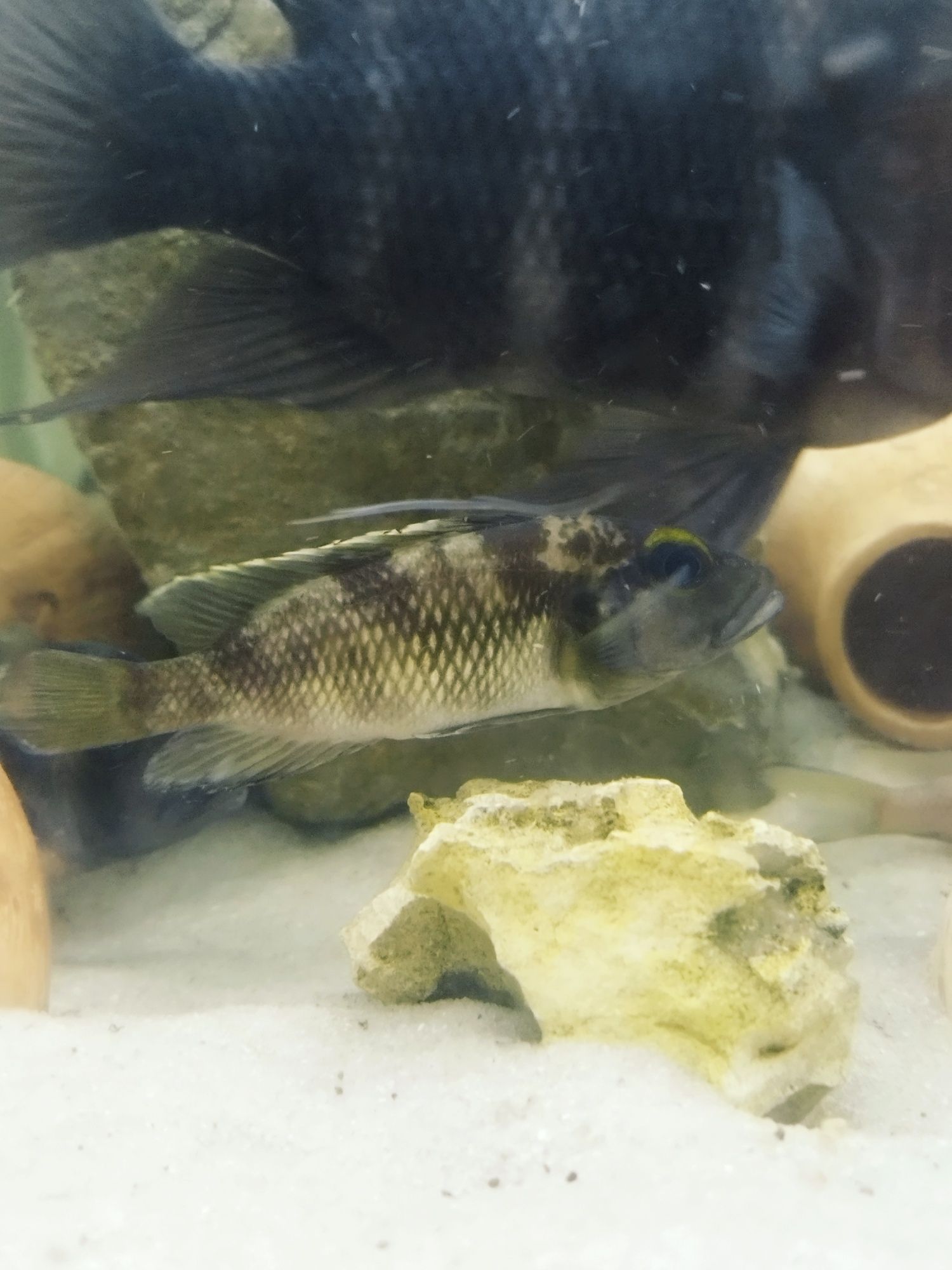 Lepidiolamprologus lemairi sibwesa f1