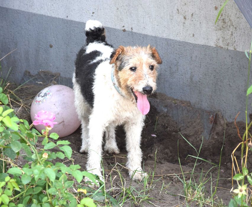 Kochany, bezdomny, bardzo pragnący miłości foxterier szuka domku