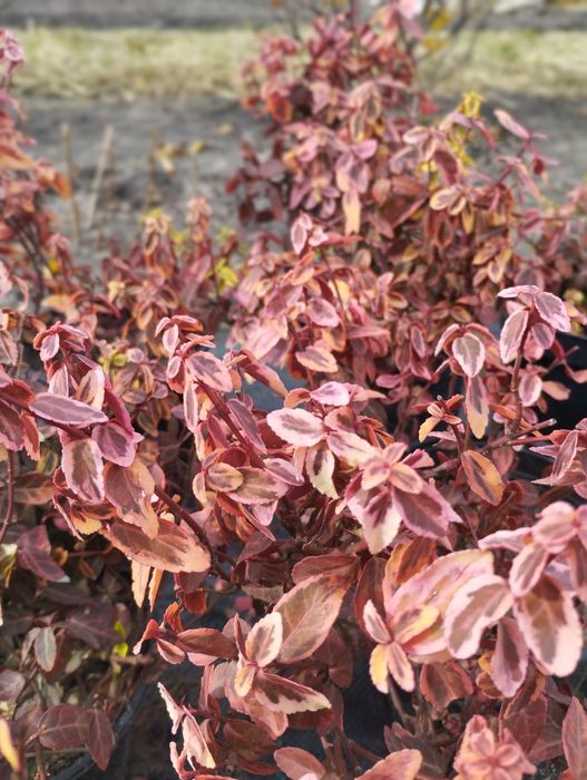 Бересклет форчуна, Бруслина бересклет форчуна жовтий Емеральд голд