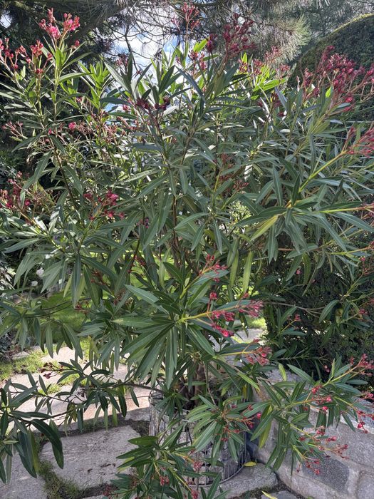 Oleander, pełne kwiaty, różowy, duzy