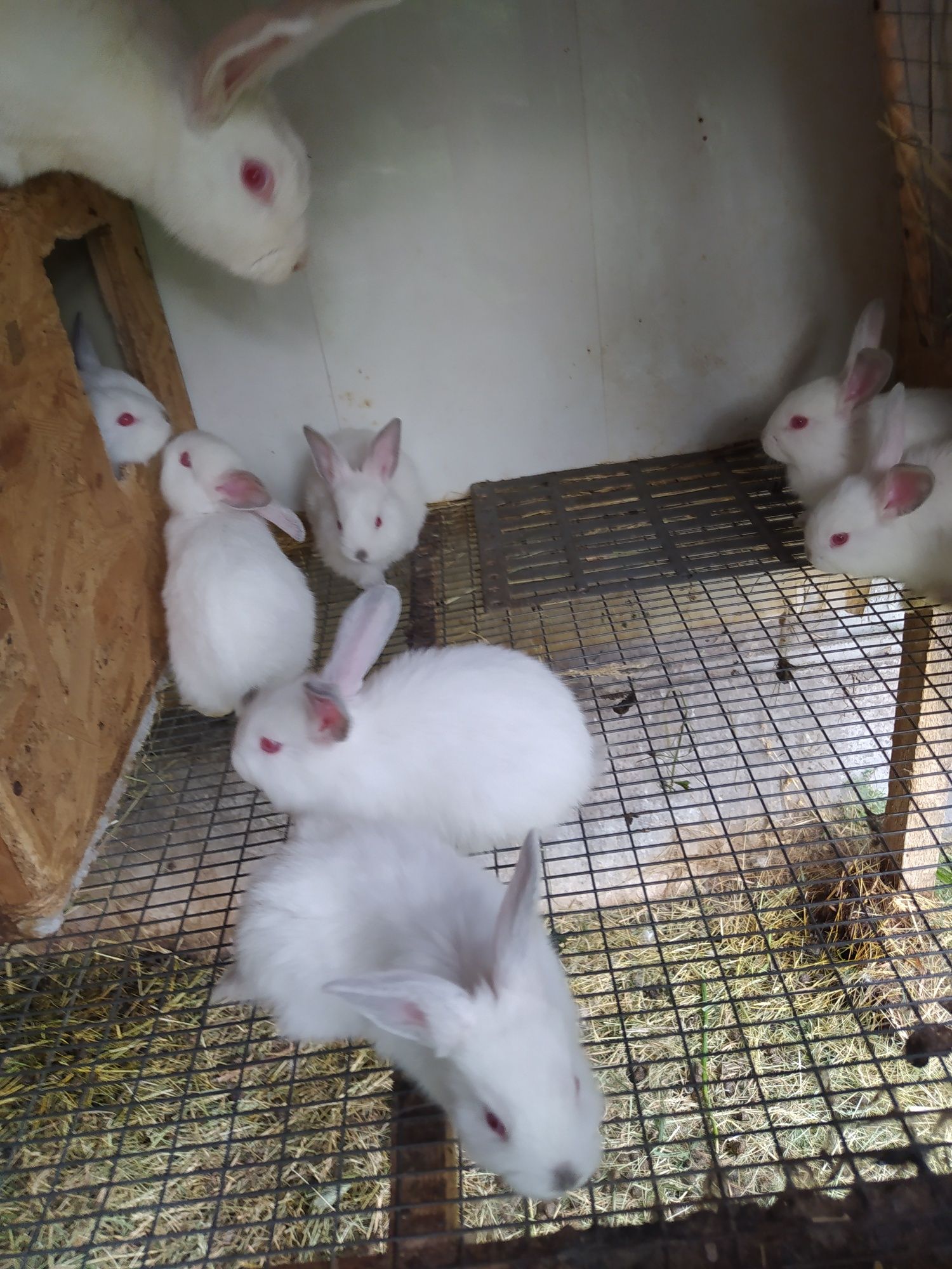 Кролики породы Калифорния и белый паннон малыши