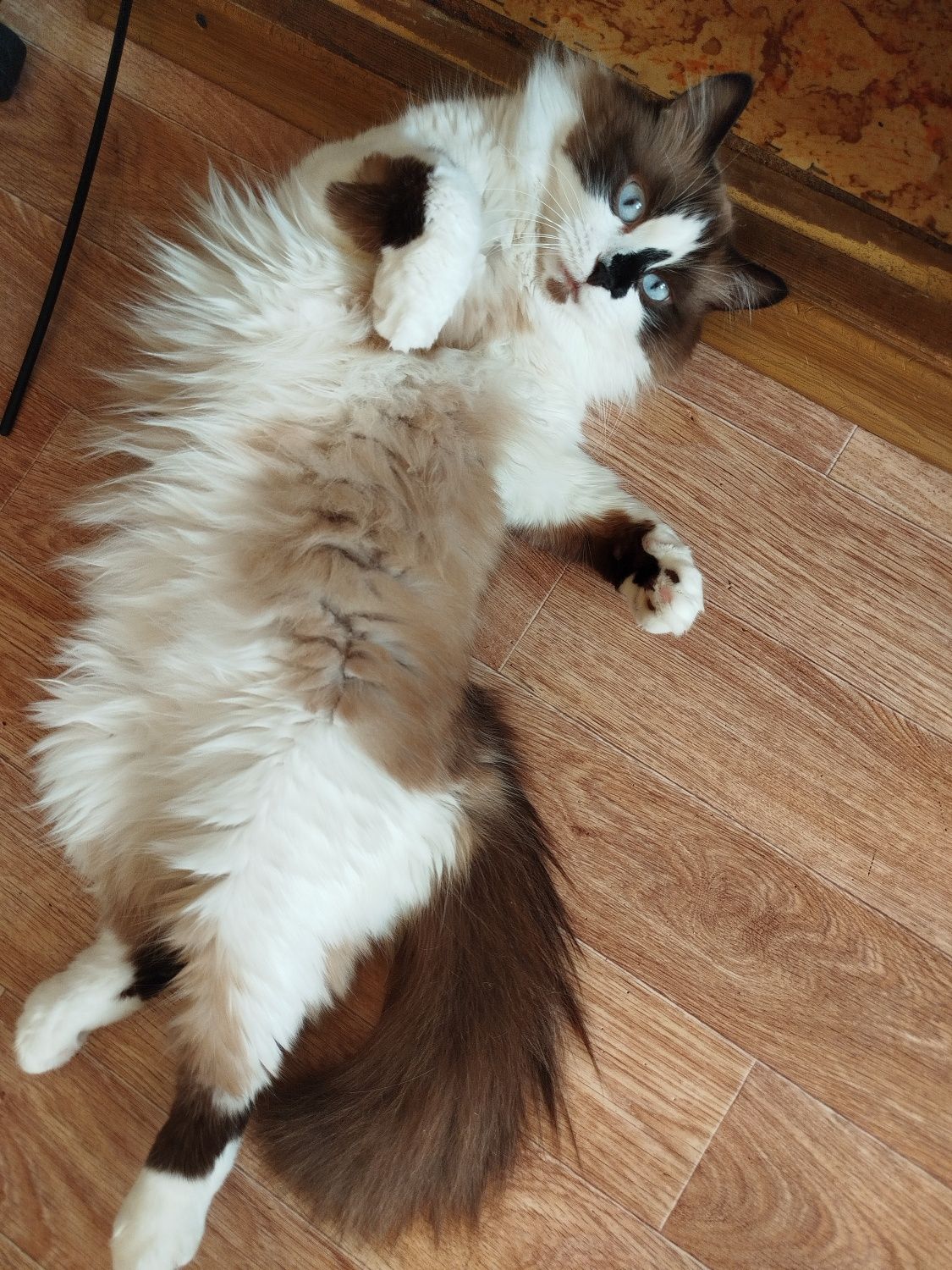 Котик муркотик у добрі руки