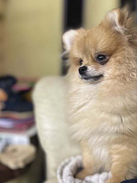 Pomeranian szpic miniaturowy FCI ZKwP