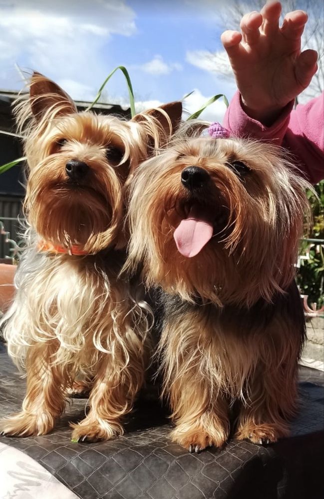 Yorkshire Terrier Mini (fêmea)