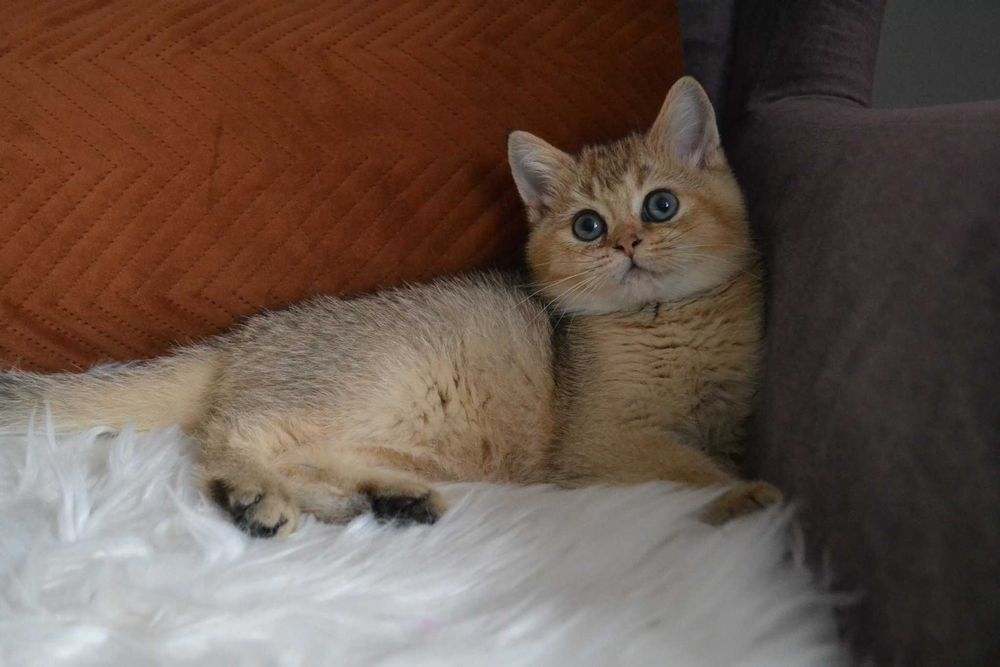 koteczki szkocka -urocza