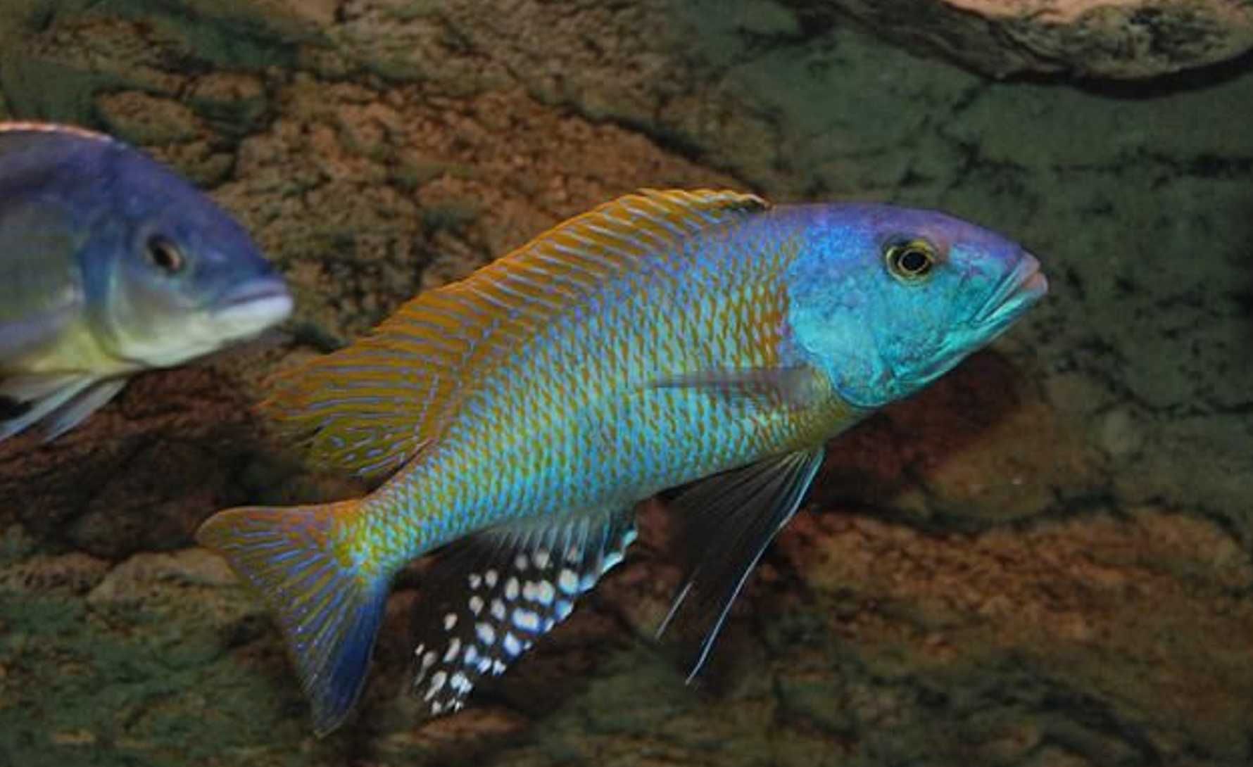 Buccochromis rhoadesii - dowozimy, wysyłamy