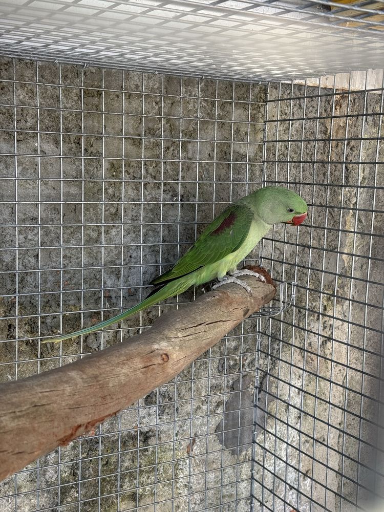 Grande alexandrinos domesticados