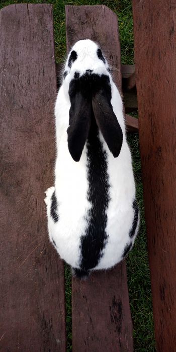 Olbrzym srokacz niemiecki