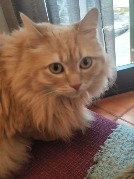 Doação gato 4 anos - saudável