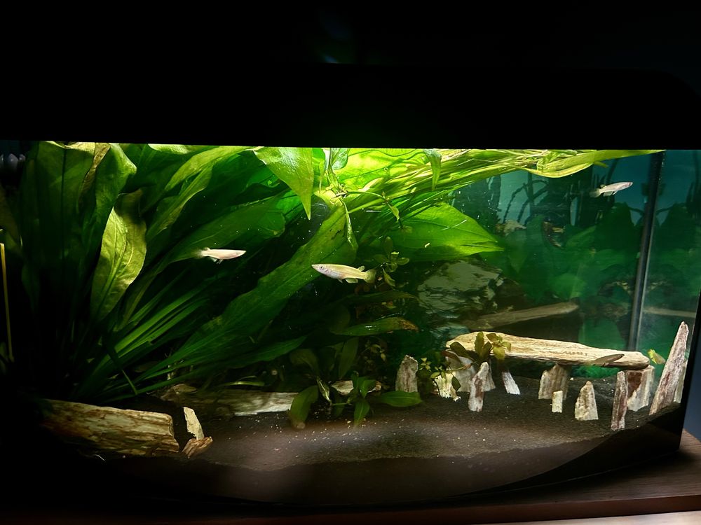 Gotowe z życiem piękne Akwarium 140l pokrywa LED full wypas