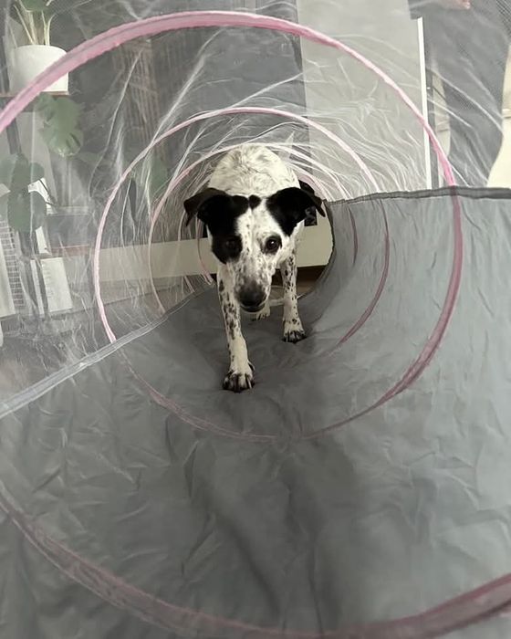 Łaciata Mitzi szuka domu