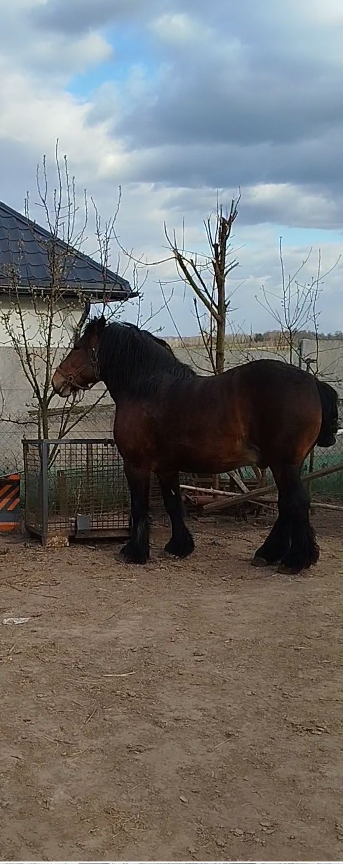 Koń  zimnokrwisty