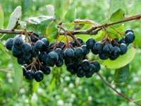 Aronia świeże ekologiczne owoce BEZ CHEMII
