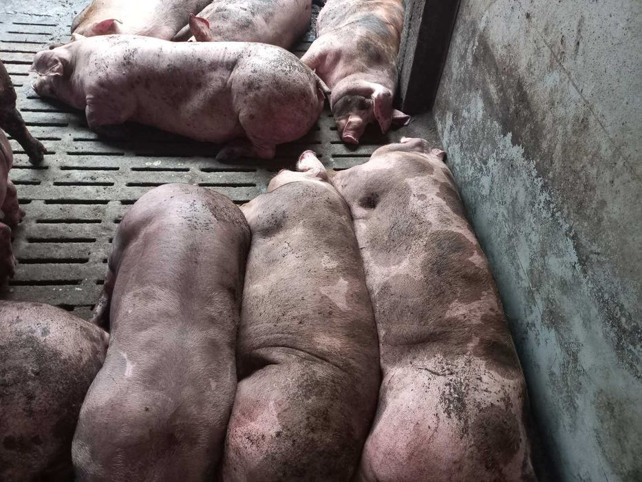 Продам свиней живою вагою