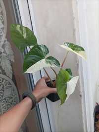 Syngonium Emerald Gem Variegata