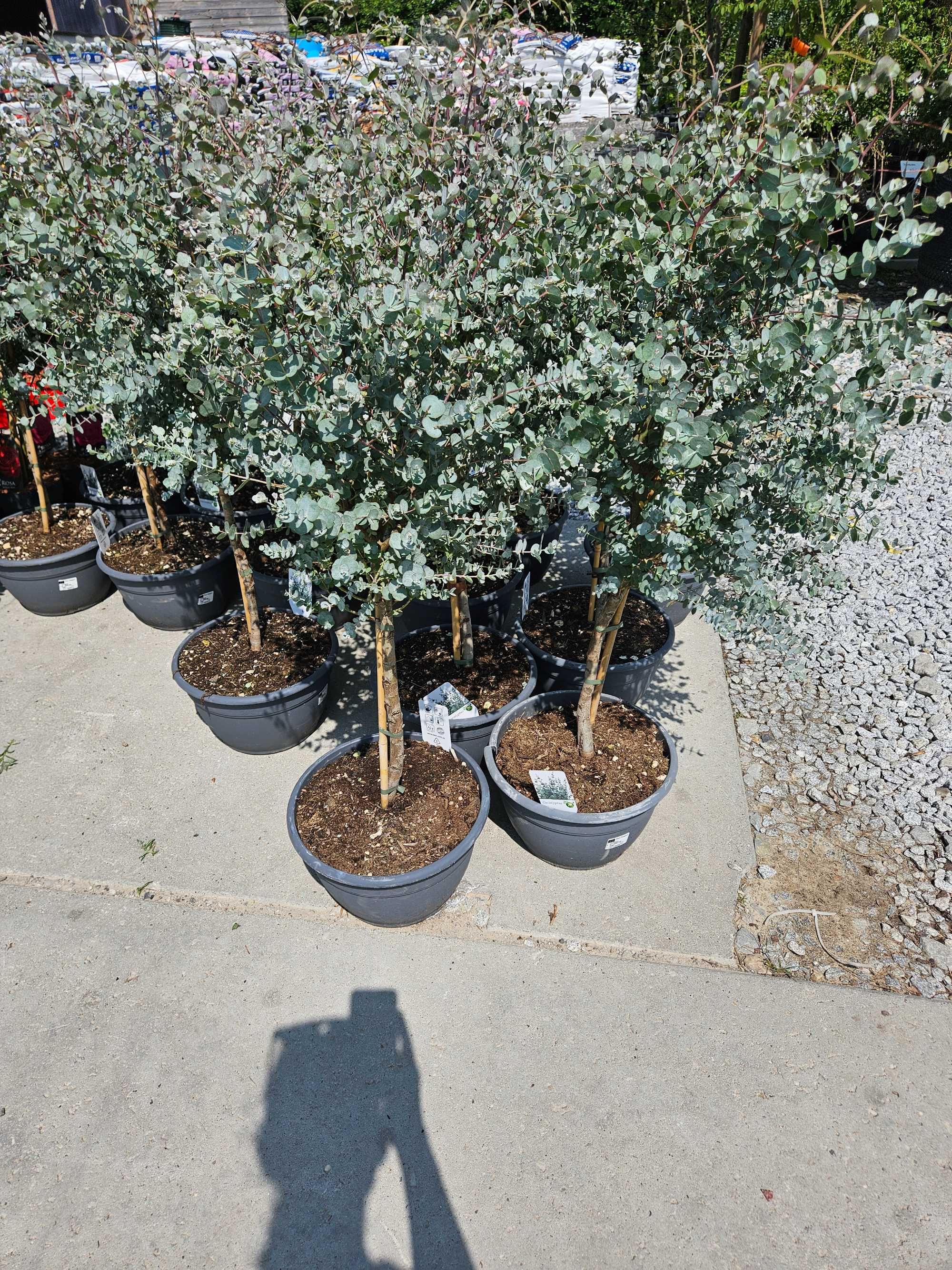 Eukaliptus na pniu – Eucalyptus gunnii – wys. 130 cm
