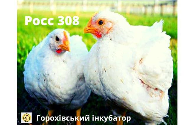 Продам курчата добові бройлери РОСС 308, Іспанка Голошия, Редбро