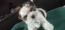 Sunia york terrier biewer