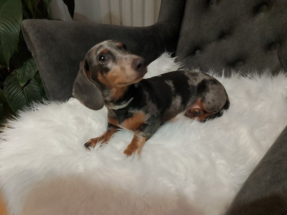 Jamnik blue merle piesek