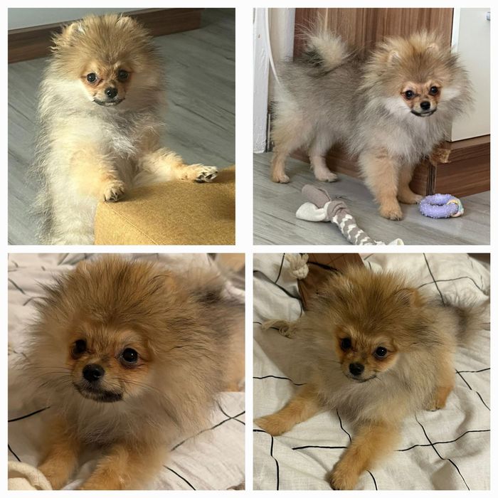 Piesek szpic miniaturowy pomeranian ZKwP FCI orange sable