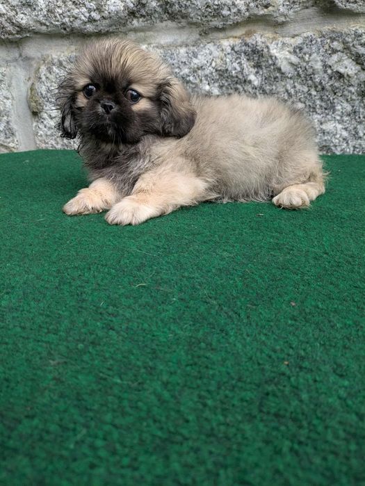 Pequines de qualidade