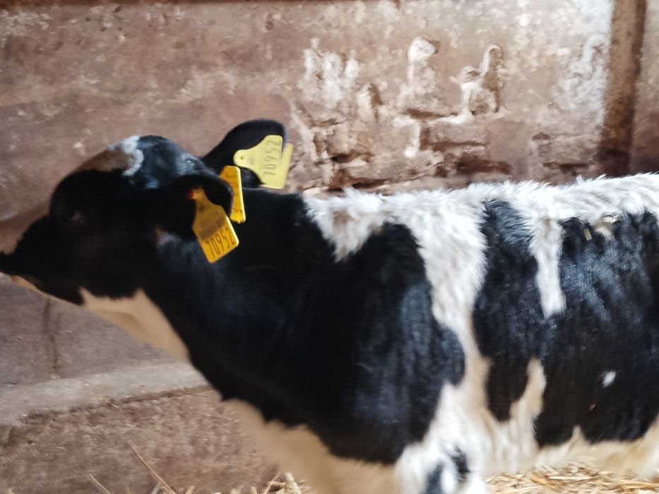 Sprzedam byczka z zdjęcia