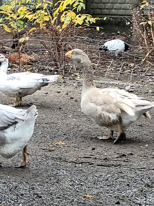 Gesi Bojowe sprzedam