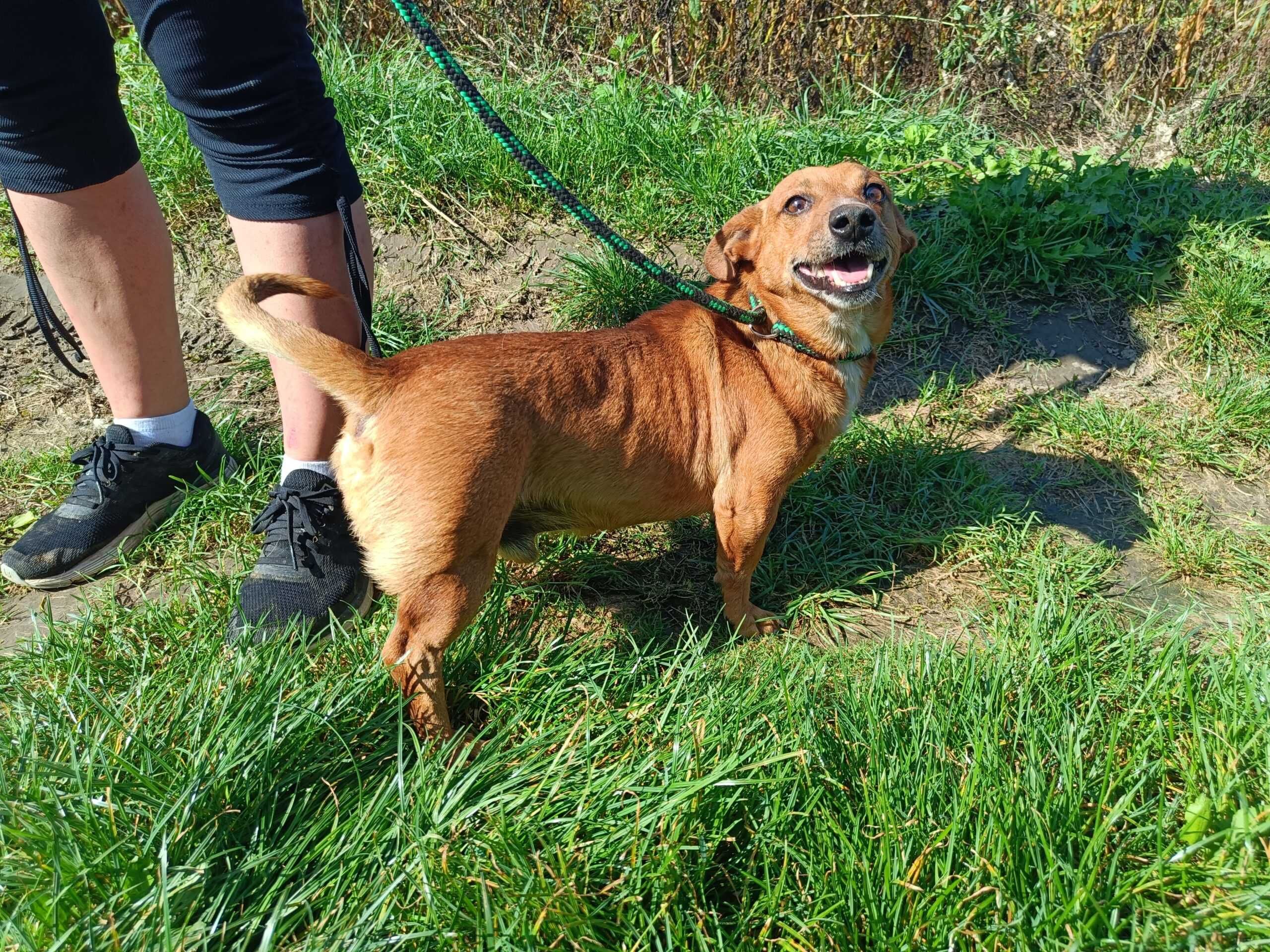 Cudowny, przyjazny i nieduży TOY piesek do pokochania adopcja