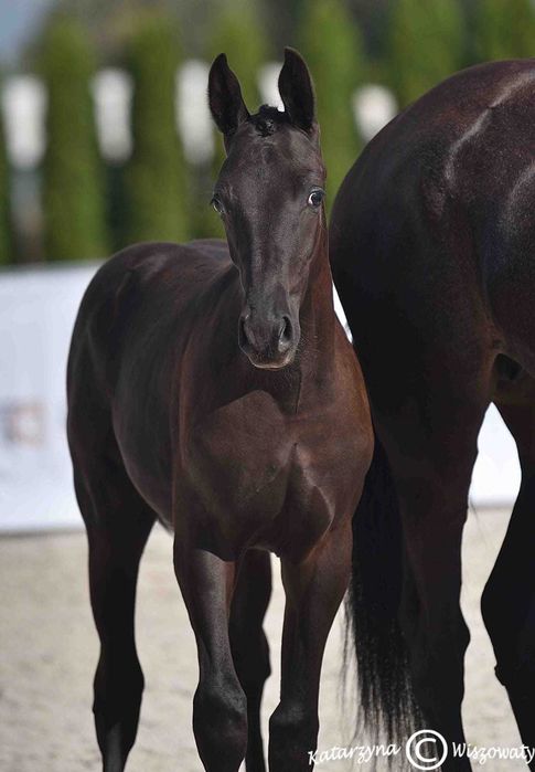 Ogierek prospekt ujeżdżeniowy kary malowany