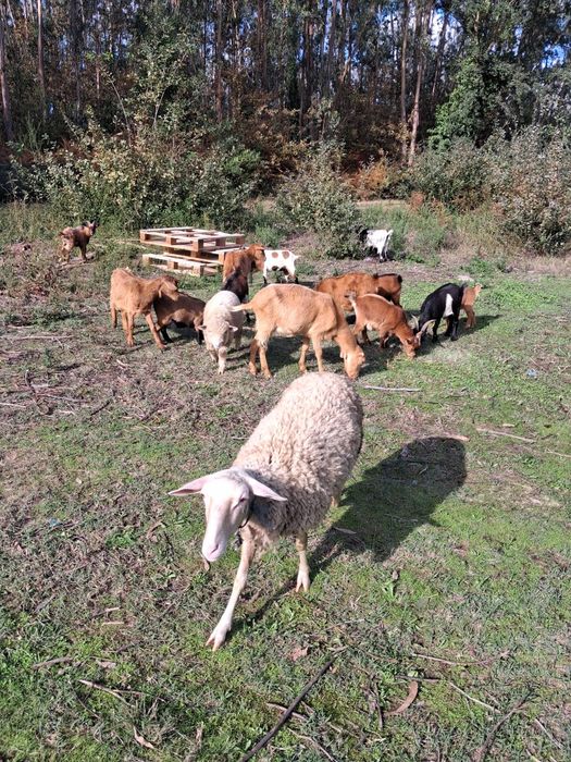 Cabras anãs e raça grande