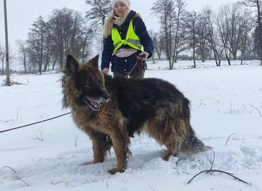 Owczarek niemiecki długowłosy za darmo