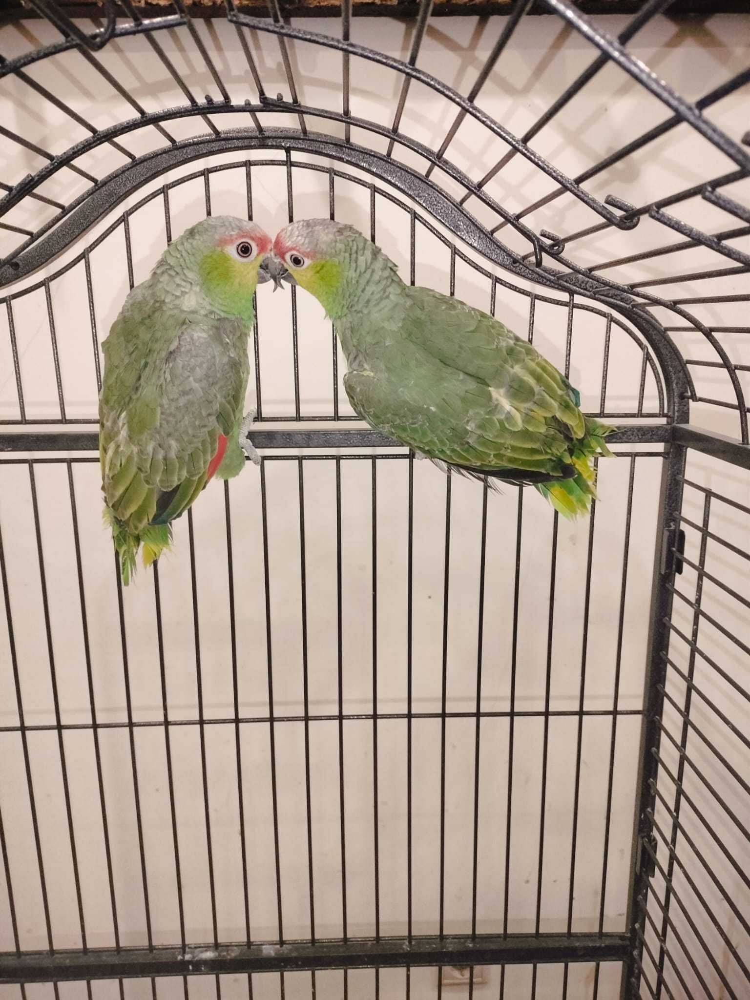 Casal amazonas autumnalis lilacina