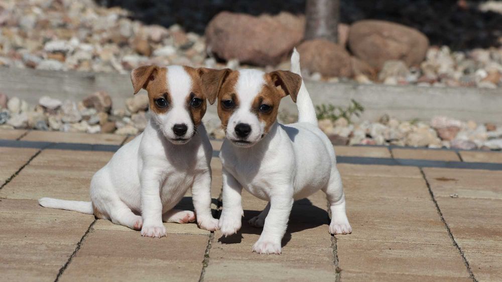 SUCZKA Jack Russell Terrier po CHAMPIONIE PL " BREFIO"/badania genet.