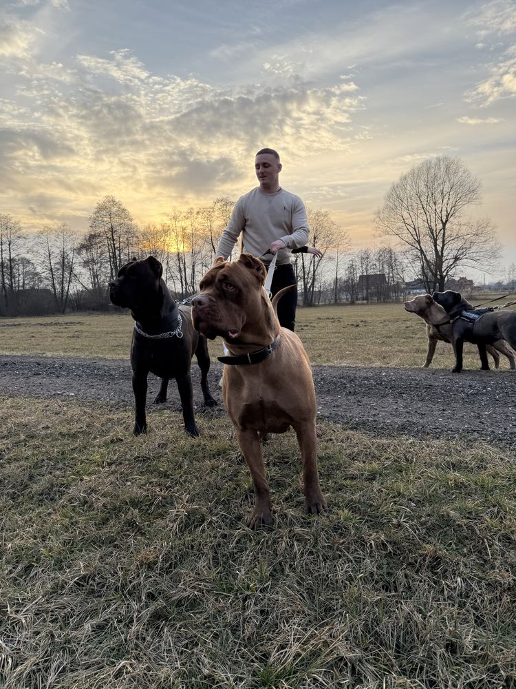 Szczeniak Bandog