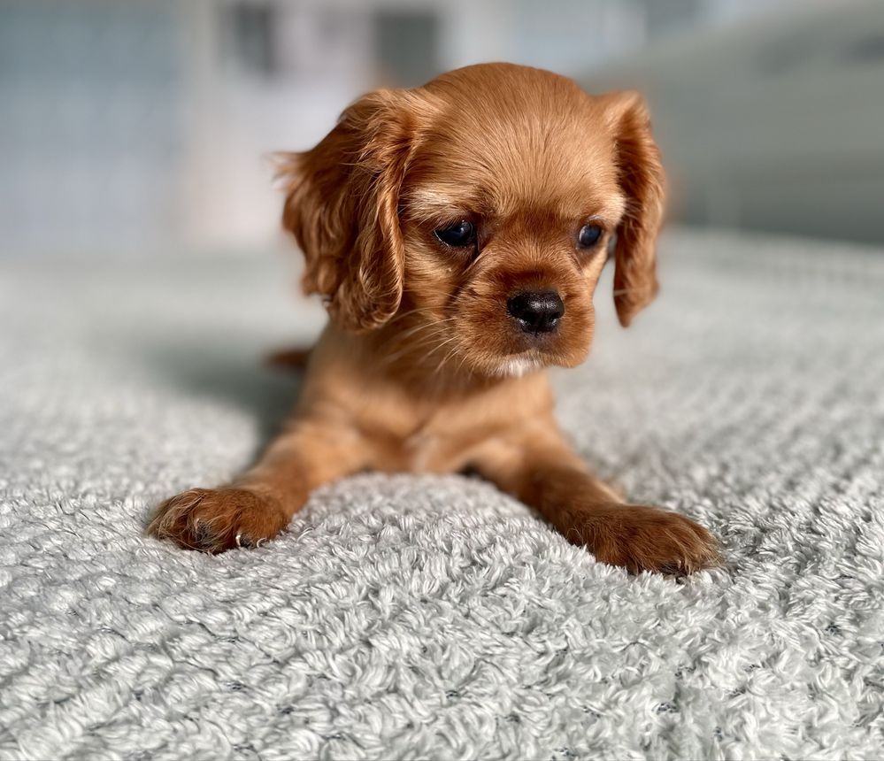 Cavalier king charles spaniel
