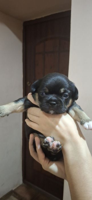 Милі слухняні дітки  чекають на  люблячих,відповідальних господарів