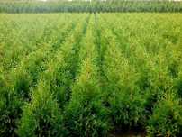 Hit Tuja Brabant 200 cm