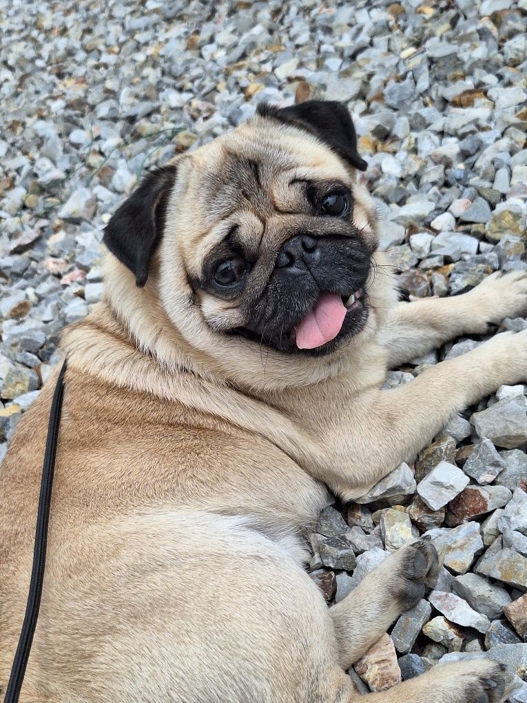 Mops 5 letni FCI szuka domu