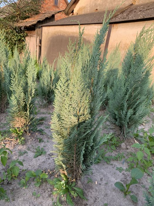 Туя кипарисовик колумна брабант тис смарагд