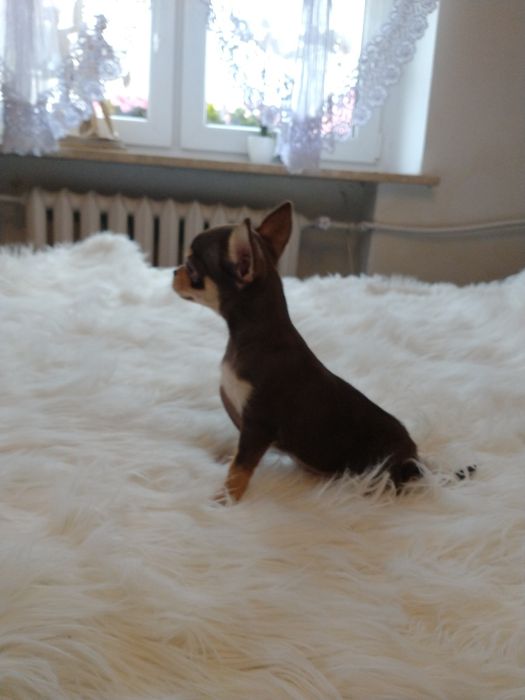 Chihuahua piesek krótkowłosa